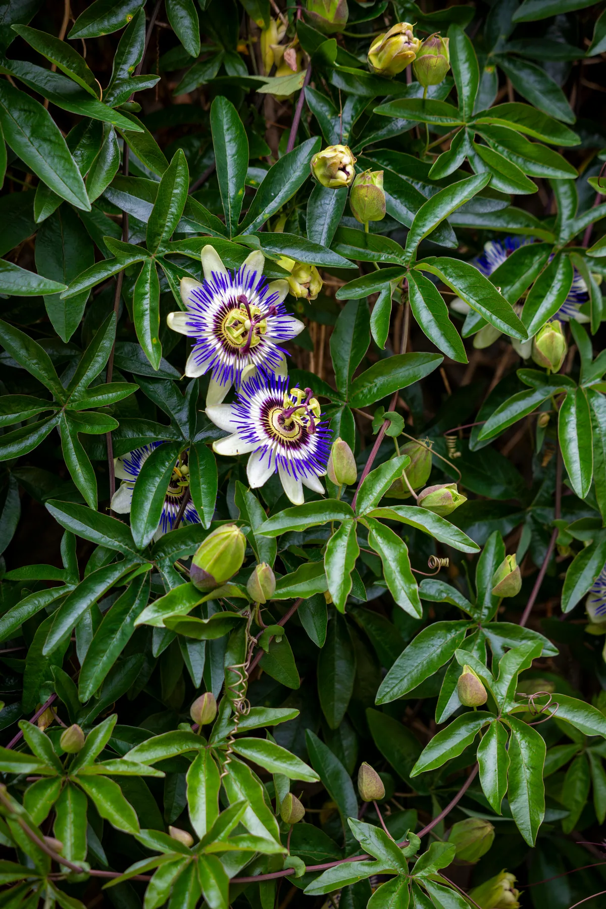 Fleur de passiflore (grenadille), vue sous un autre angle